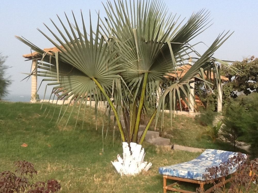 Ghana Town Tanji Bird Reserve Eco-Lodge (Adults Only) מראה חיצוני תמונה